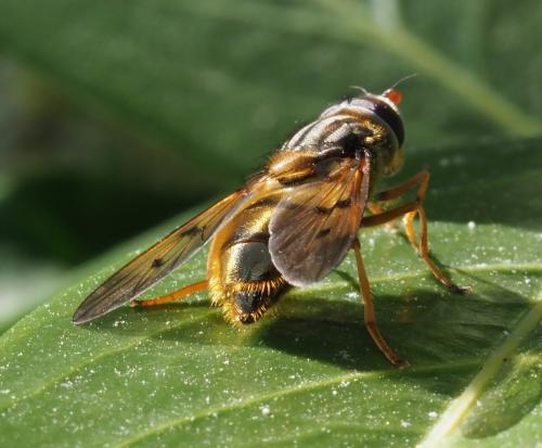 Réf. 251 434 : Ferdinandea cuprea